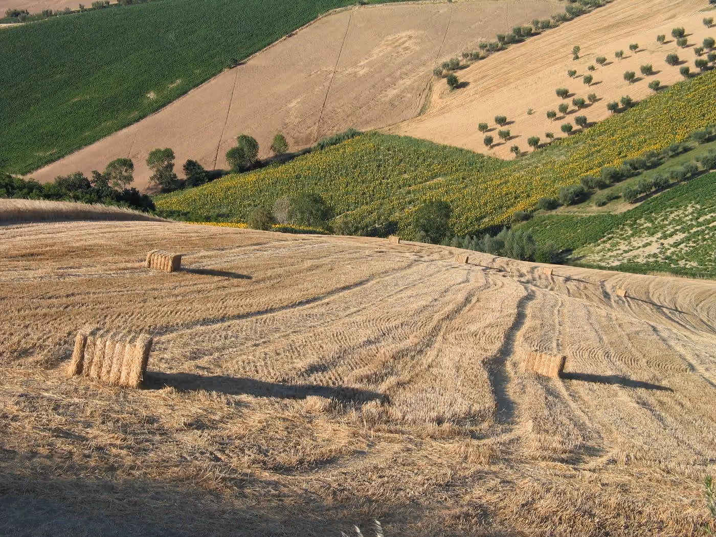 Illustrative sample photo: Open agricultural land. Source: Pexels (17308870).